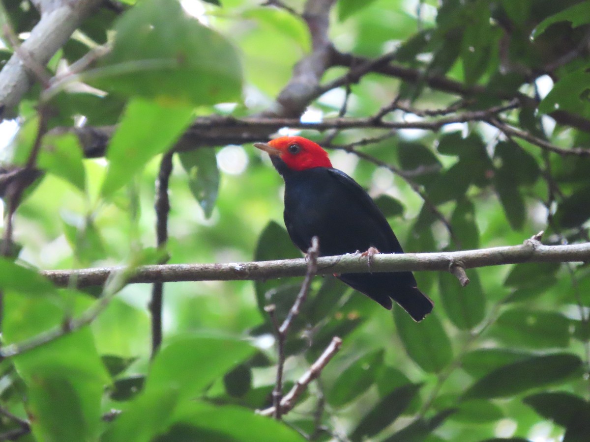 Red-headed Manakin - ML624796501