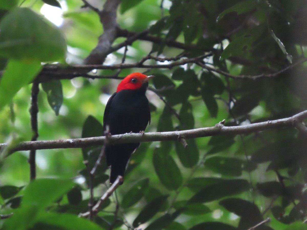 Red-headed Manakin - ML624796502