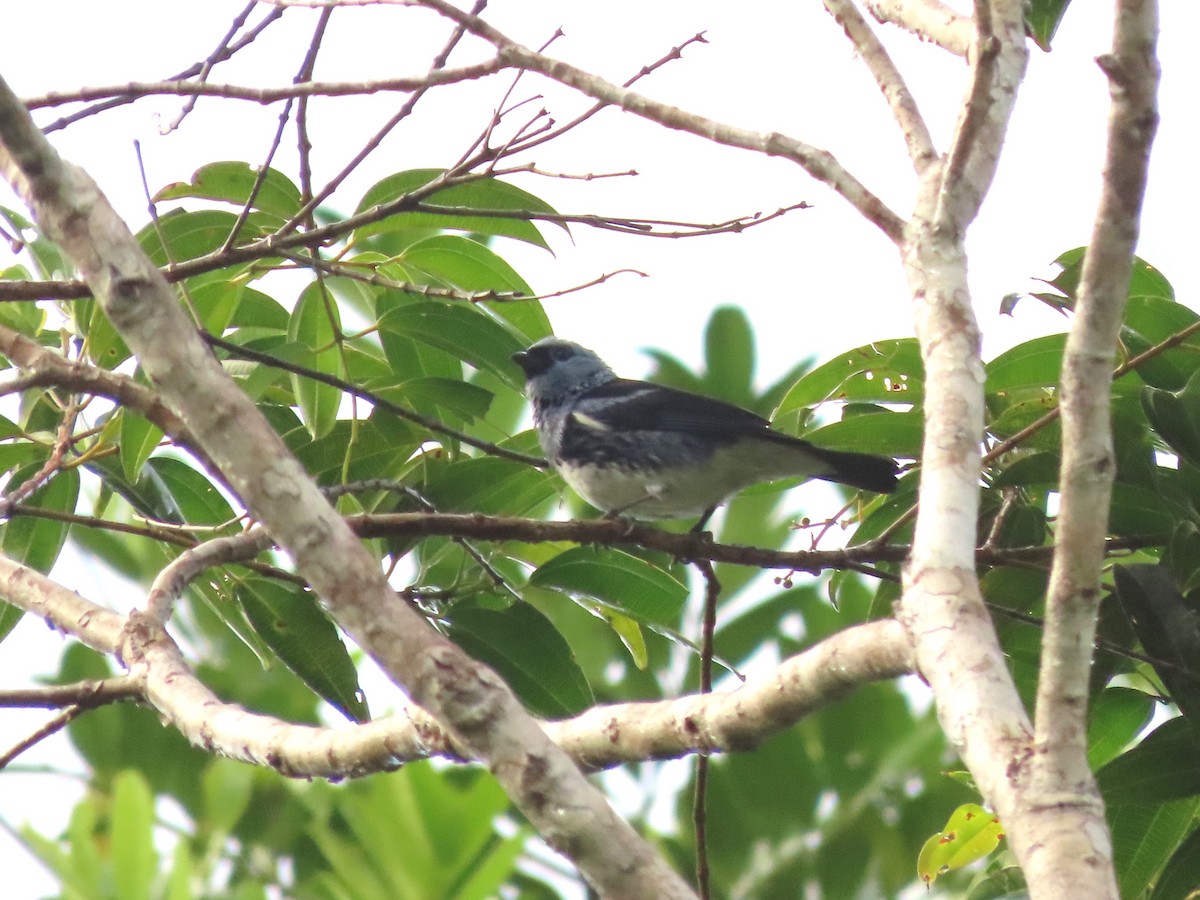 White-bellied Tanager - ML624796517