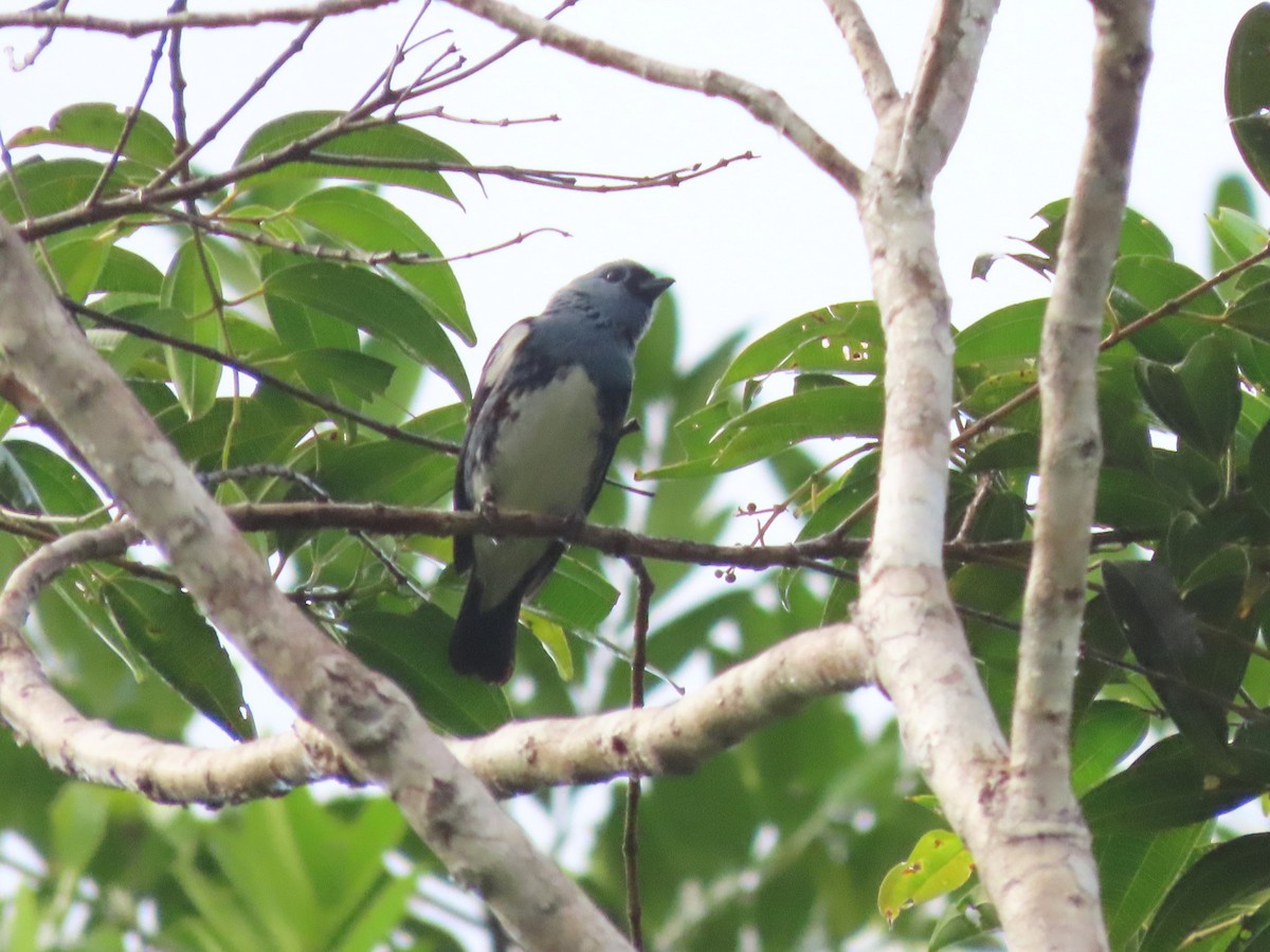 White-bellied Tanager - ML624796518