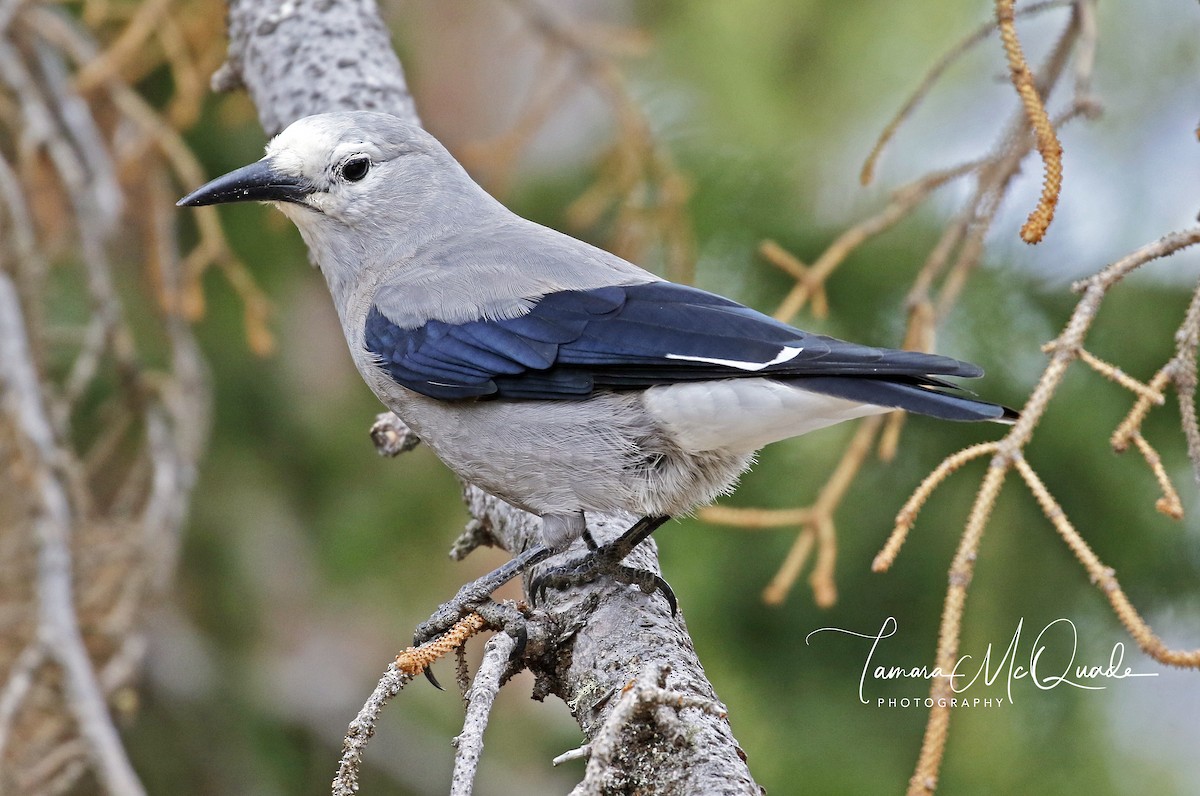 Clark's Nutcracker - Tammy McQuade