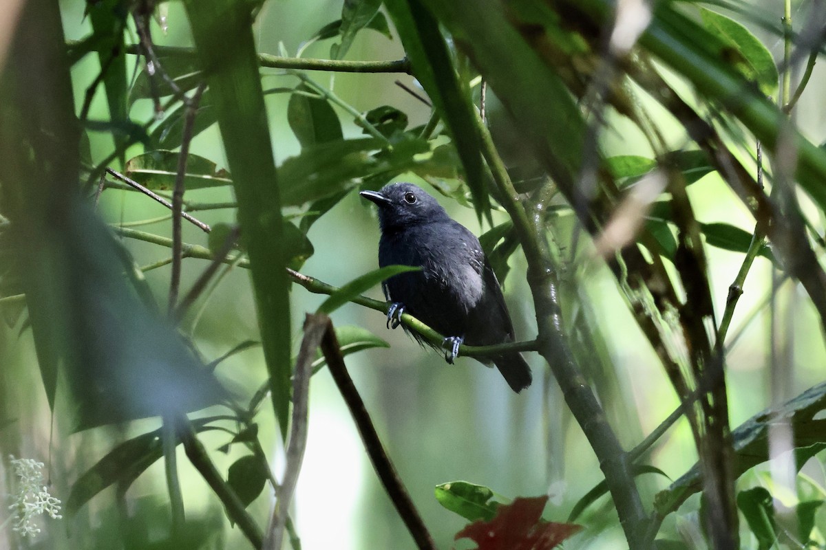 Plumbeous Antvireo - ML624796720