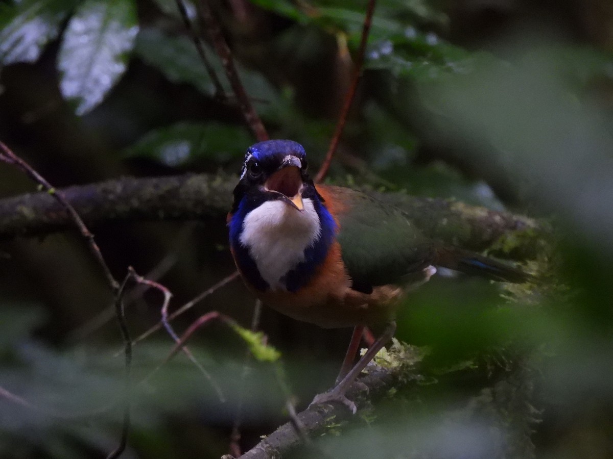 Pitta-like Ground-Roller - Adrián Colino Barea