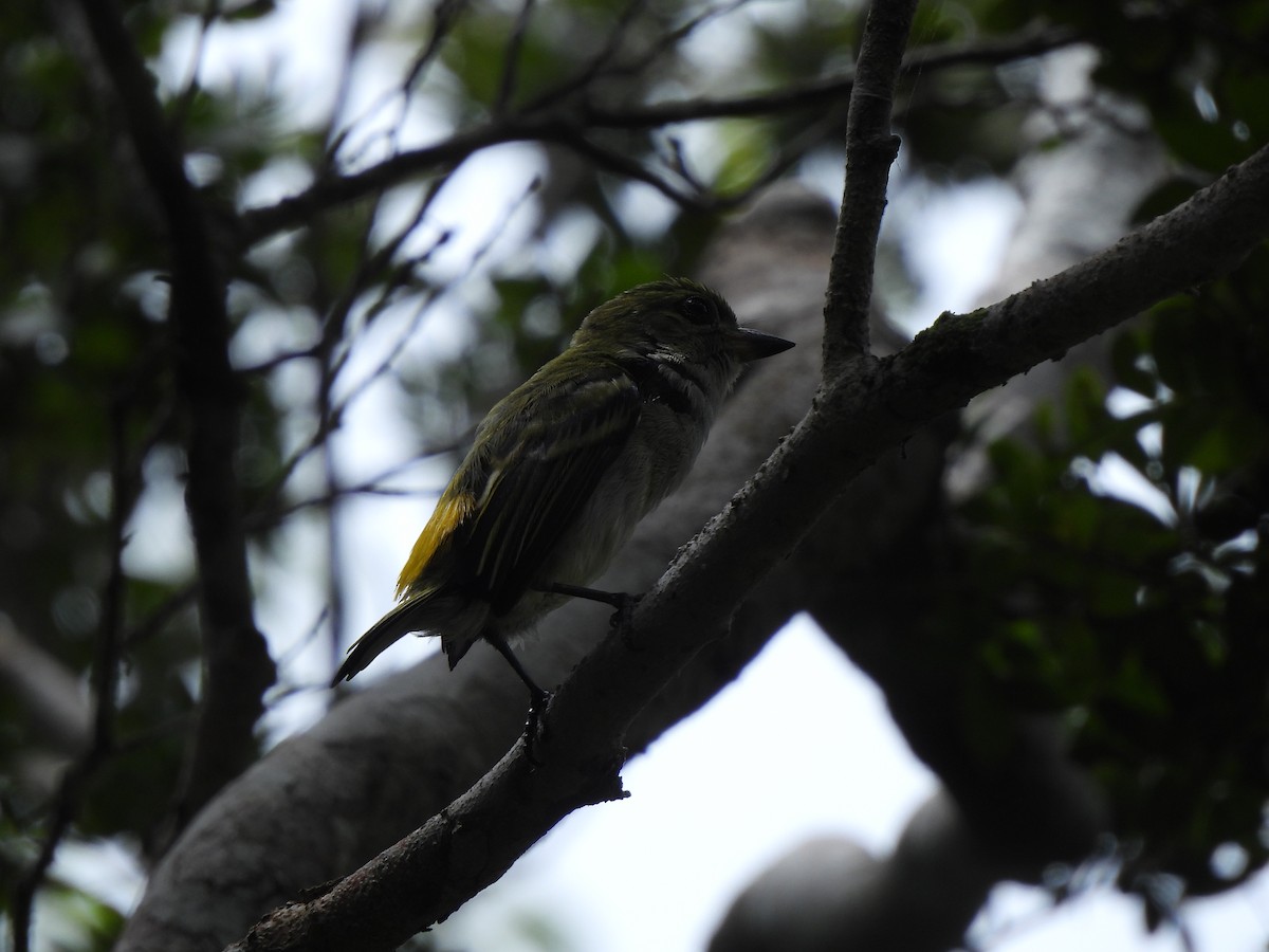 Green Tinkerbird - Adrián Colino Barea