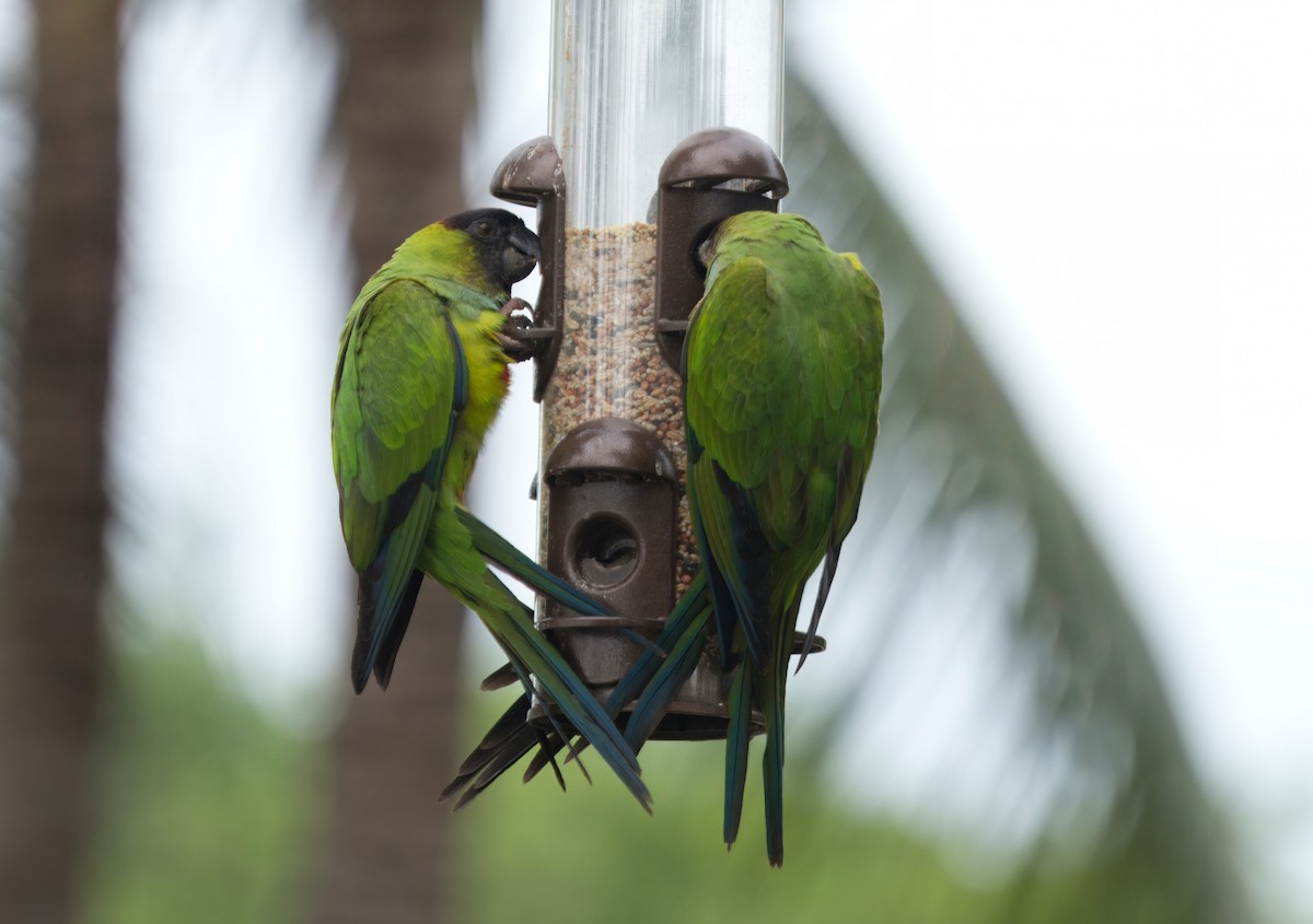 Nanday Parakeet - ML624796955