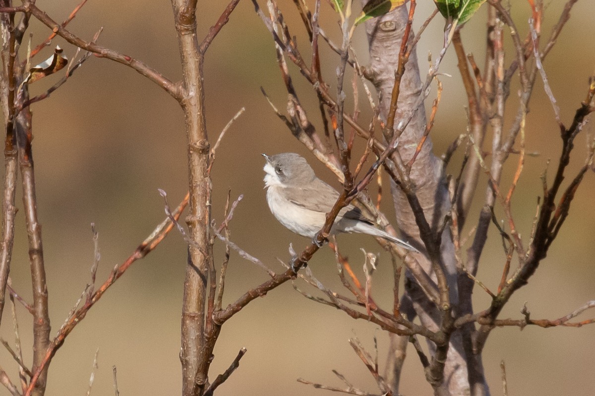 Lesser Whitethroat (halimodendri) - ML624797045