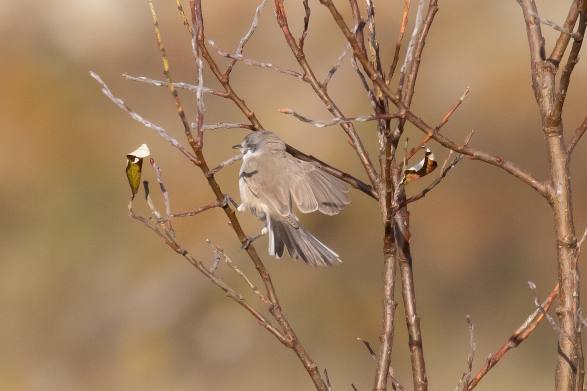 Lesser Whitethroat (halimodendri) - ML624797046