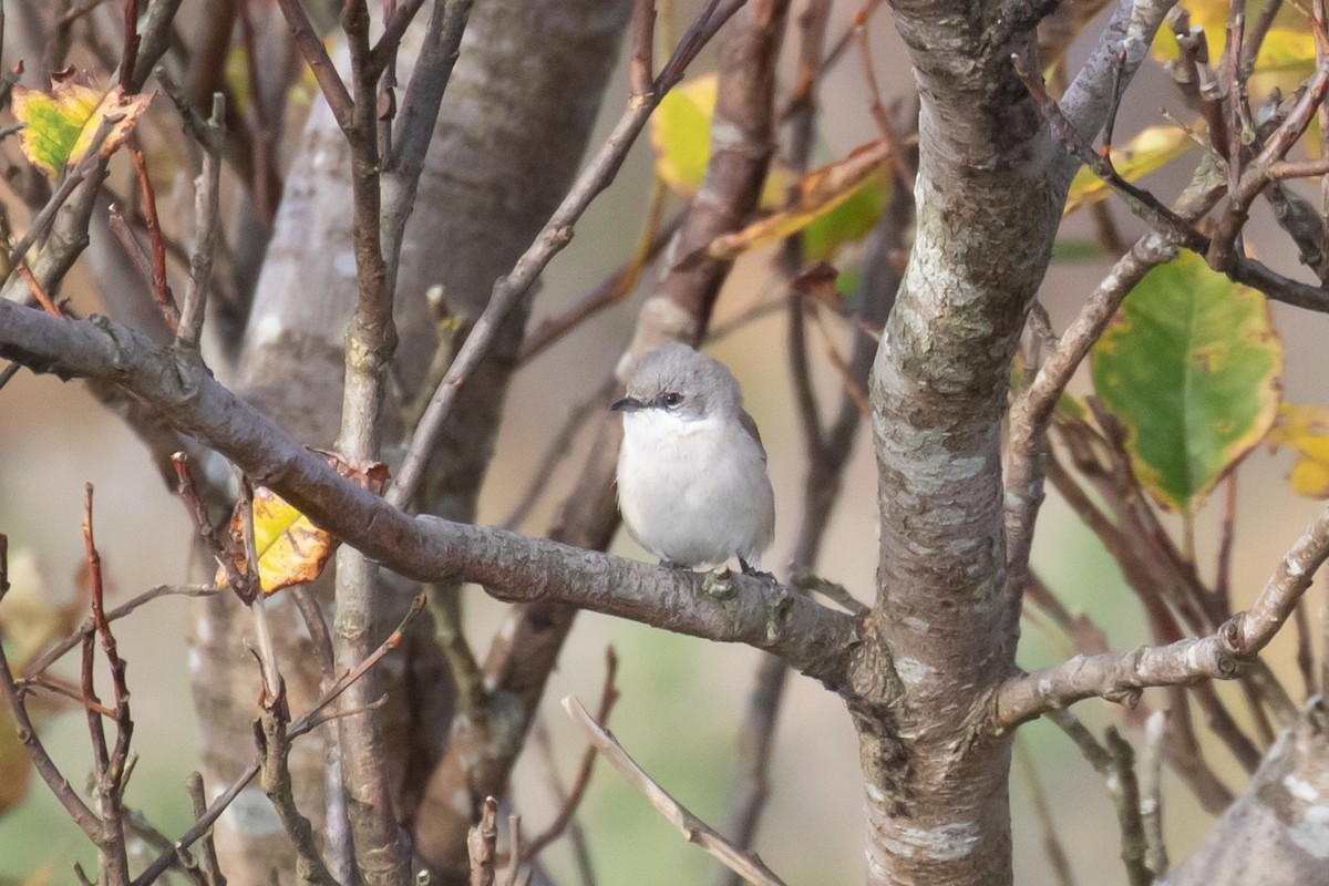 Lesser Whitethroat (halimodendri) - ML624797047