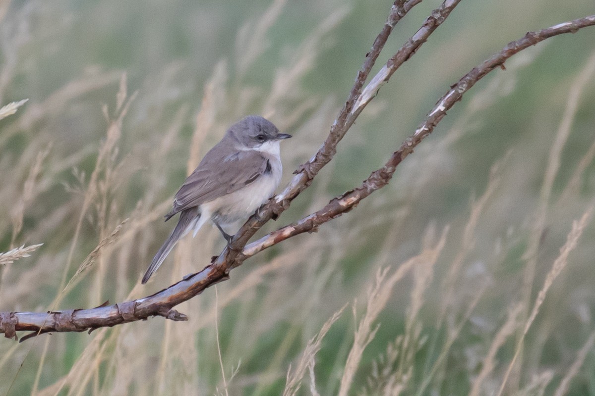 Lesser Whitethroat (halimodendri) - ML624797048