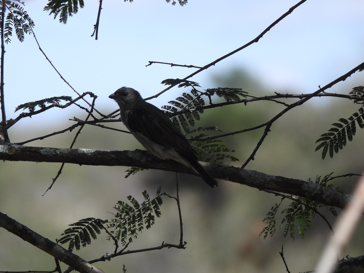 Lesser Honeyguide (Lesser) - Adrián Colino Barea
