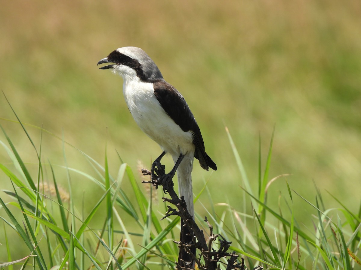 Gray-backed Fiscal - Adrián Colino Barea