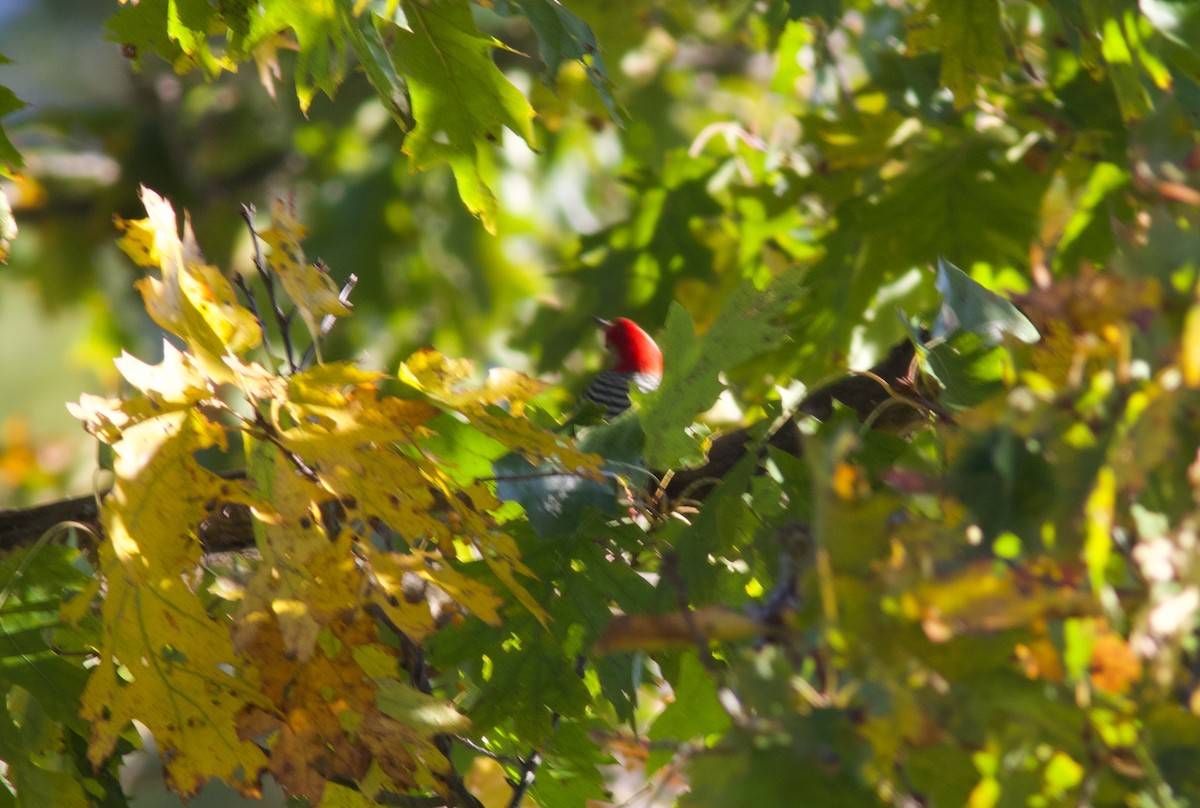 Red-bellied Woodpecker - ML624797372