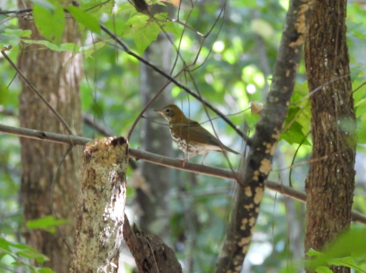 Wood Thrush - ML624797418