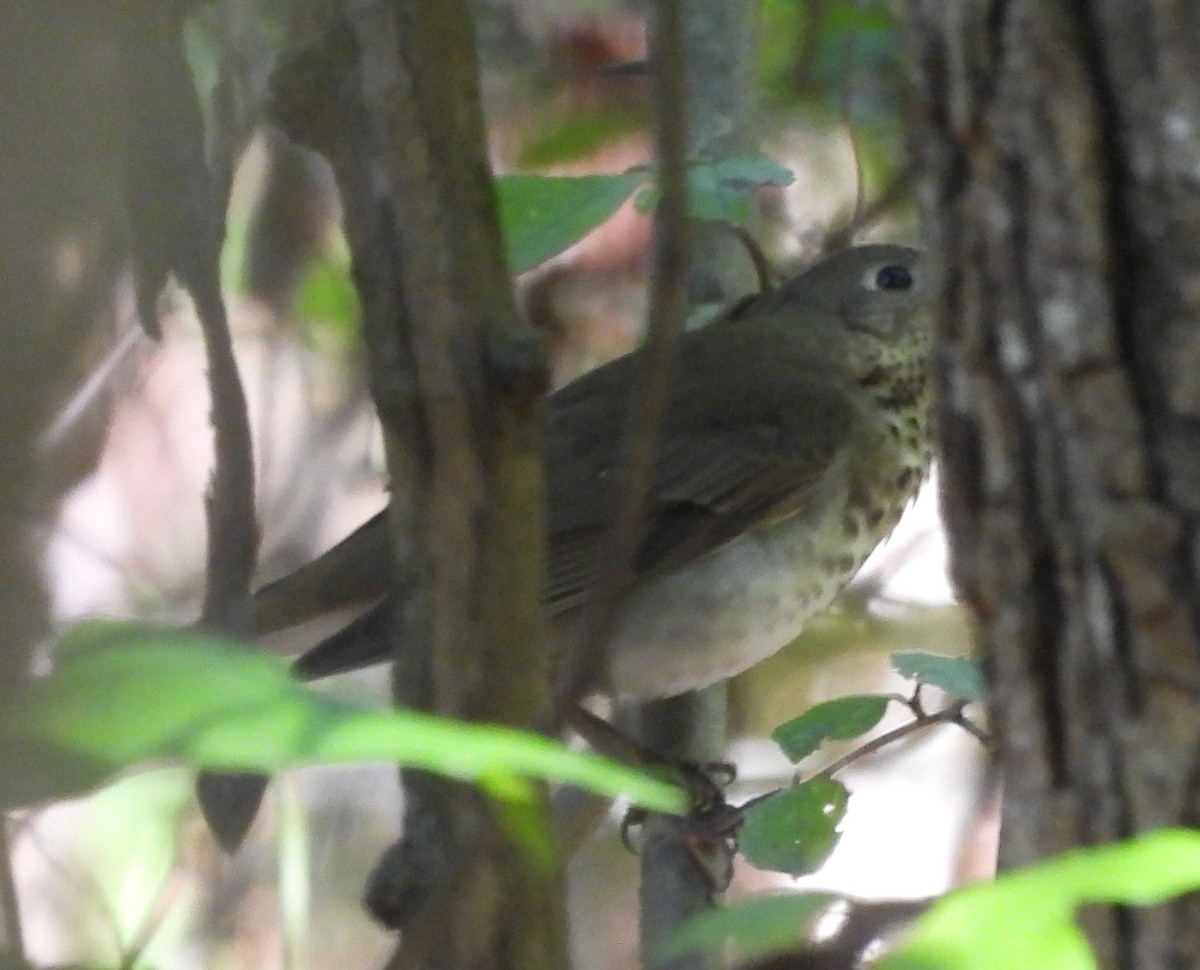 Gray-cheeked Thrush - ML624797424