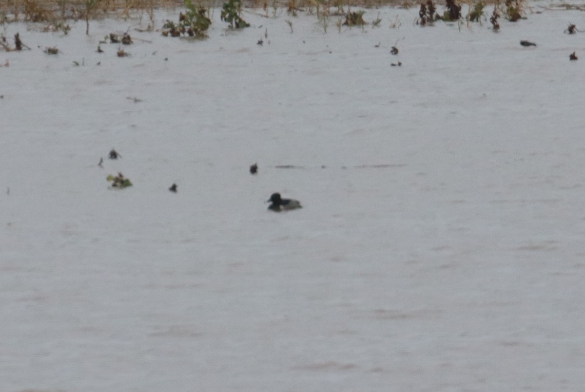 Ring-necked Duck - ML624797500