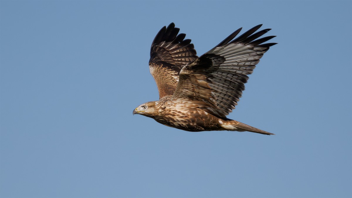 Long-legged Buzzard - ML624797603
