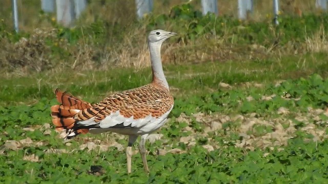 stortrappe - ML624797612