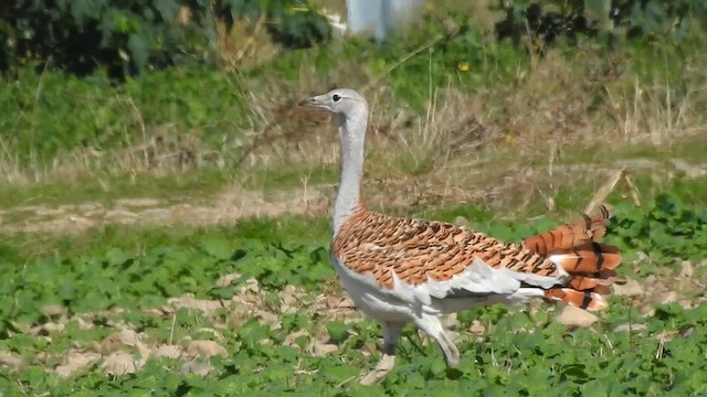 stortrappe - ML624797613