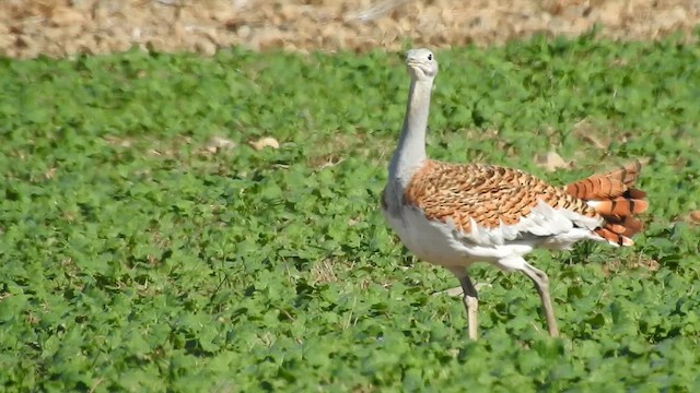 stortrappe - ML624797614