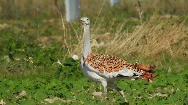 stortrappe - ML624797615