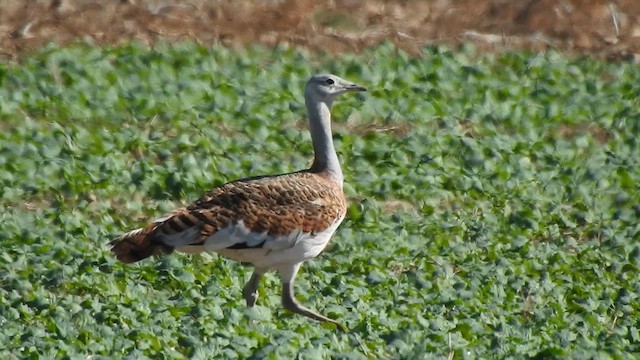 stortrappe - ML624797616