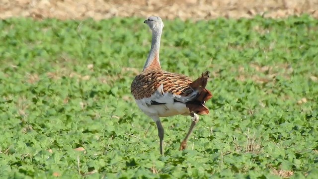 stortrappe - ML624797617