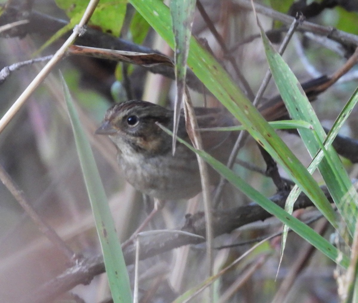 Swamp Sparrow - ML624797627