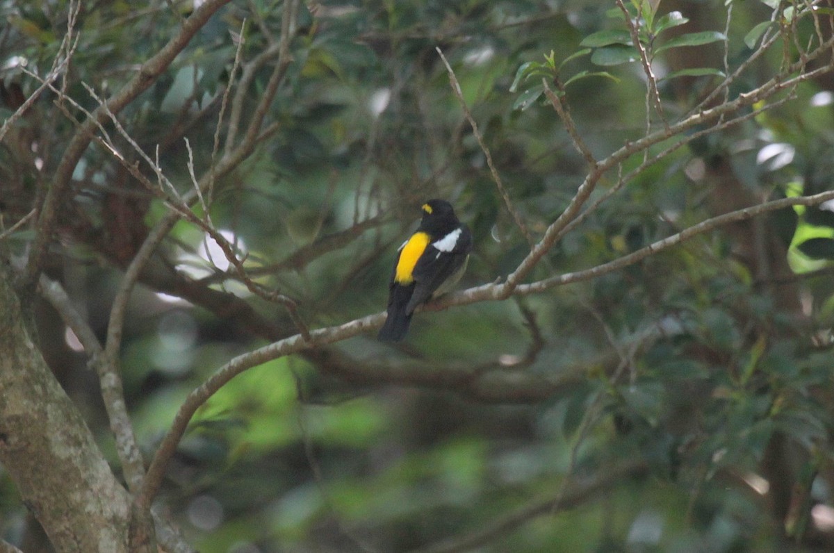 Narcissus Flycatcher - ML624797691