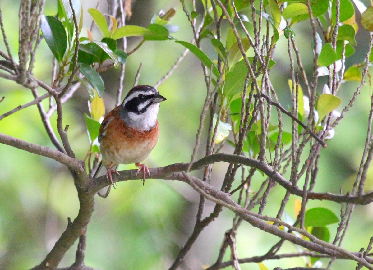 Meadow Bunting - ML624797698