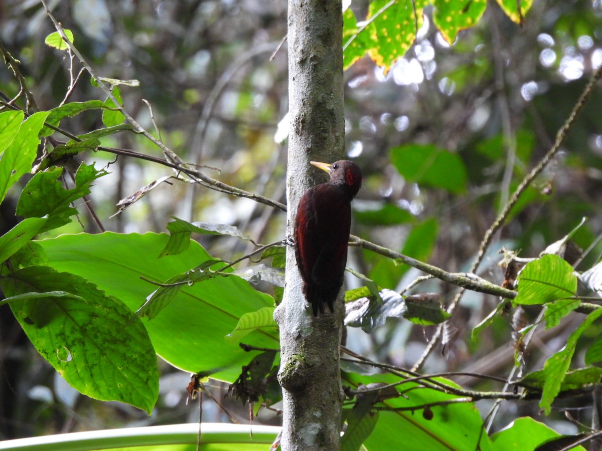 Maroon Woodpecker - ML624797718