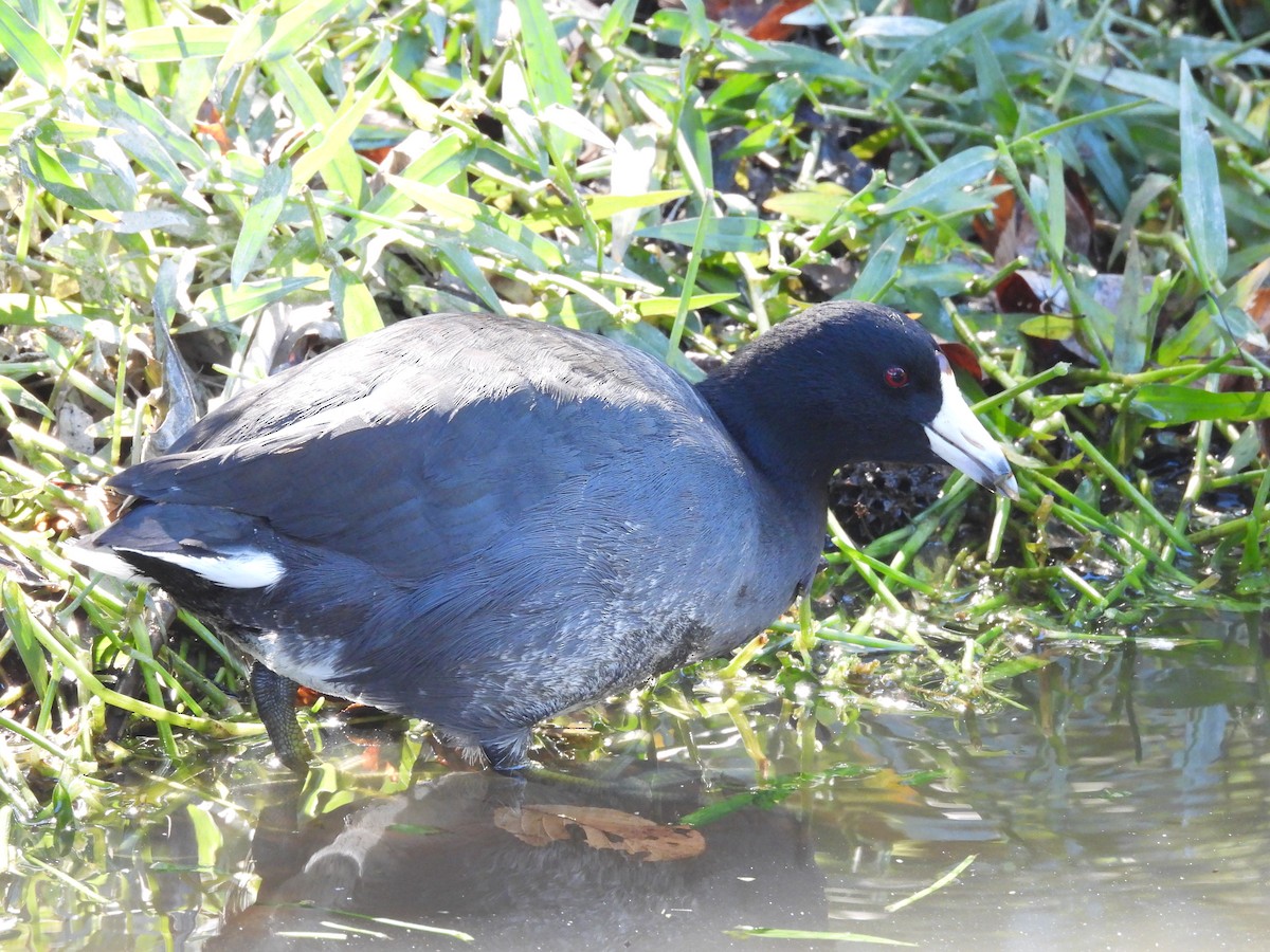 American Coot - ML624797726