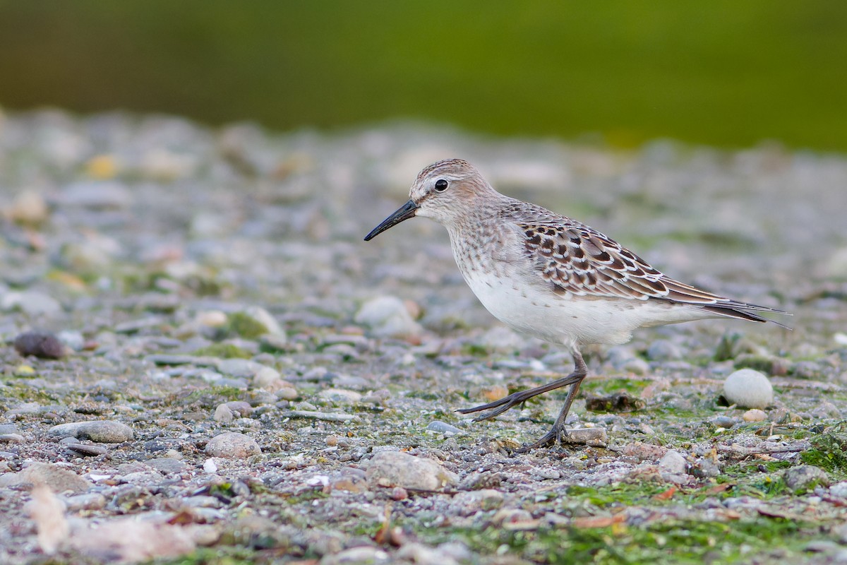 White-rumped Sandpiper - Pawel Starski