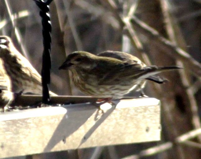 Purple Finch (Western) - ML624797898