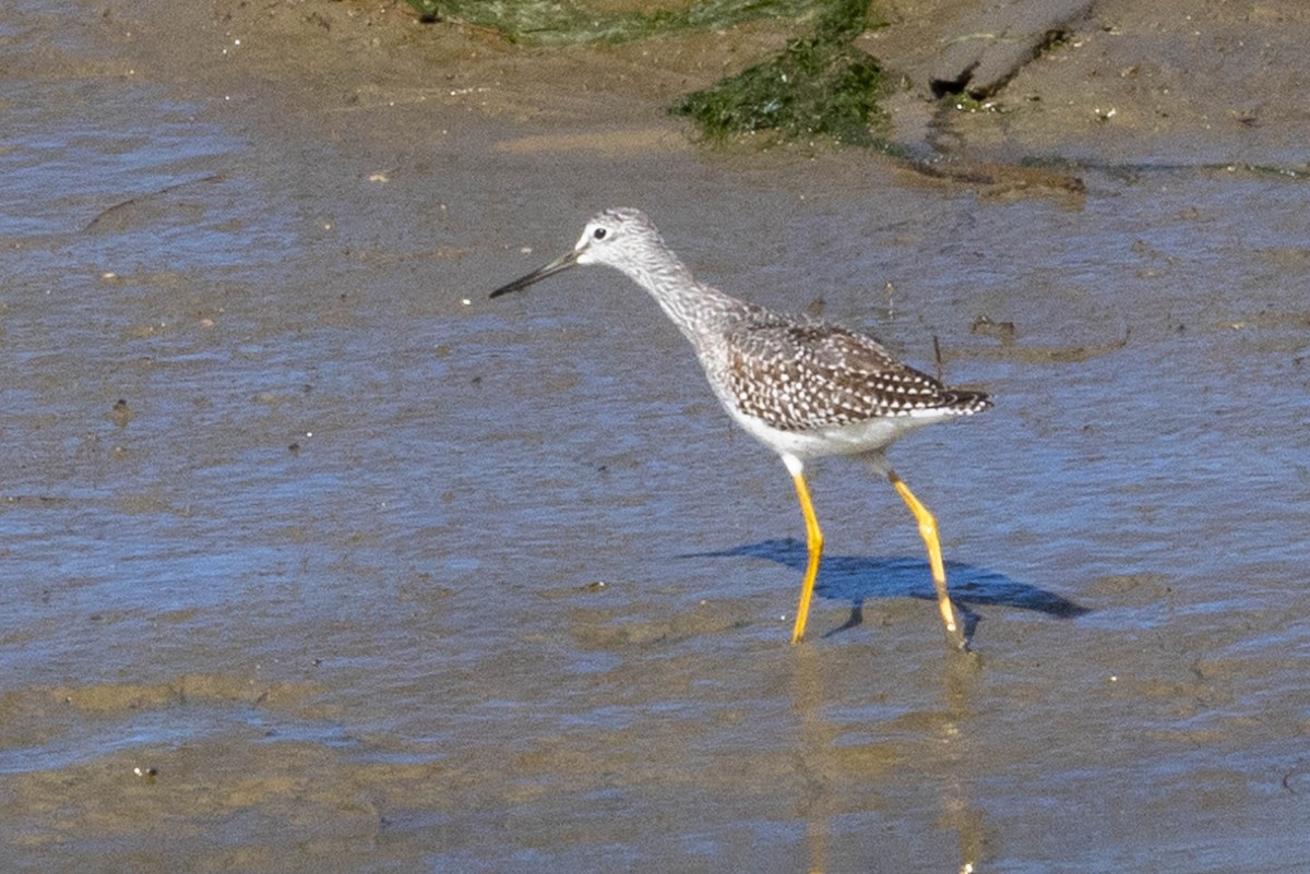 Greater Yellowlegs - ML624797964