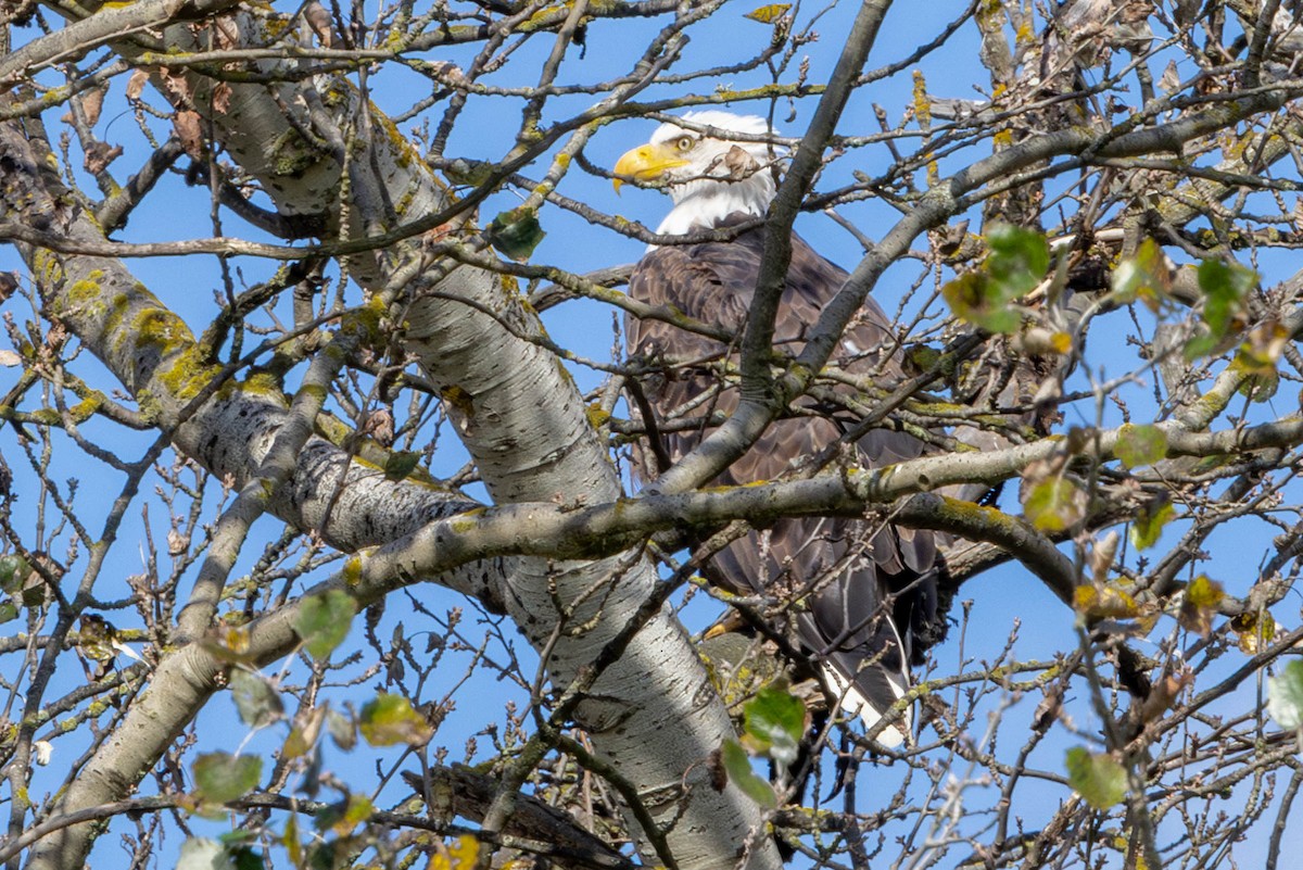 Bald Eagle - ML624797987