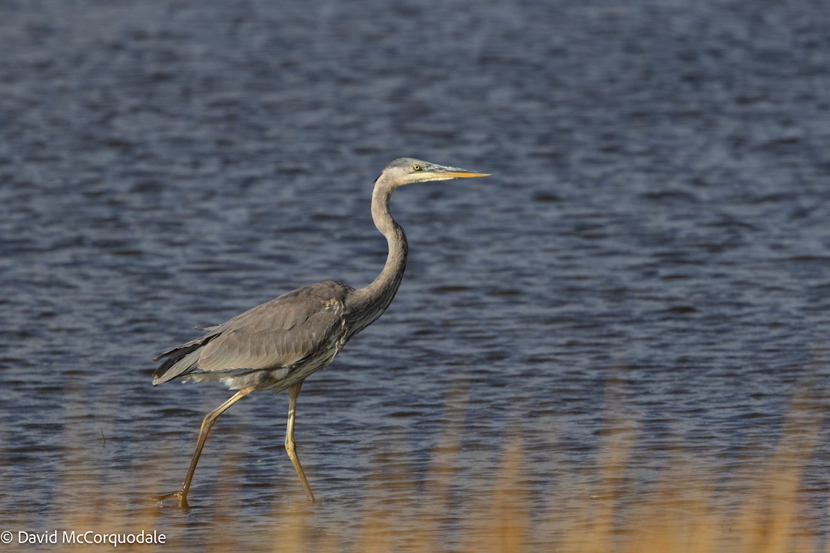 Great Blue Heron (Great Blue) - ML624797990