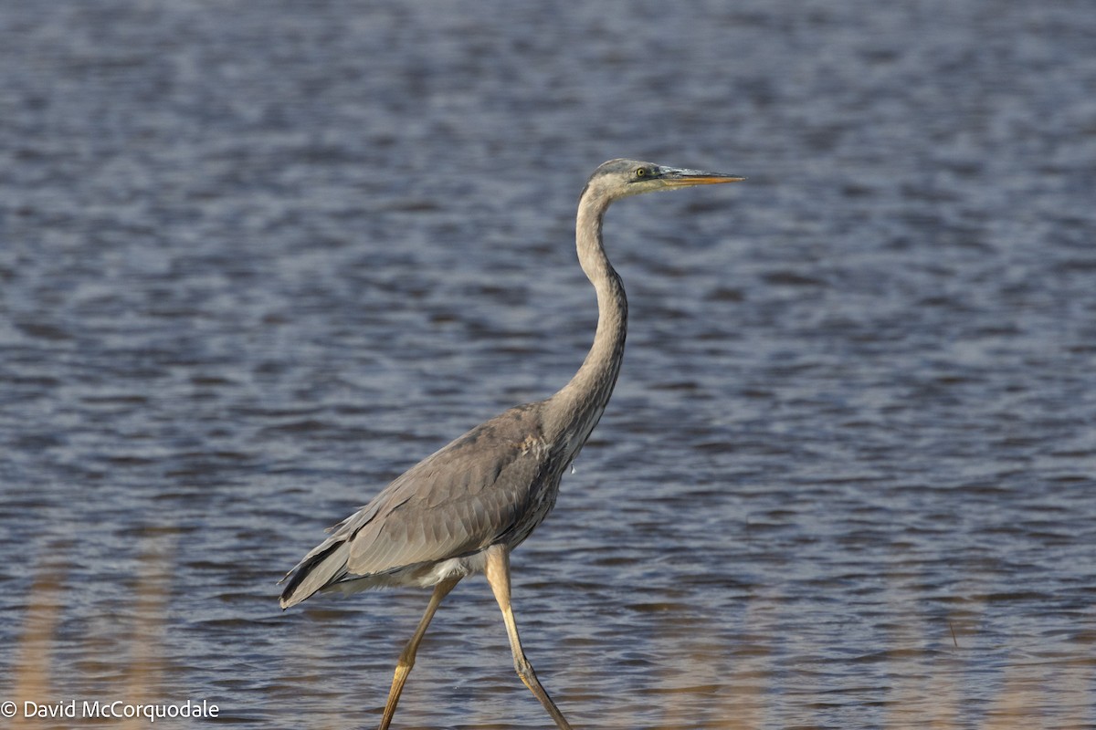 Great Blue Heron (Great Blue) - ML624797991