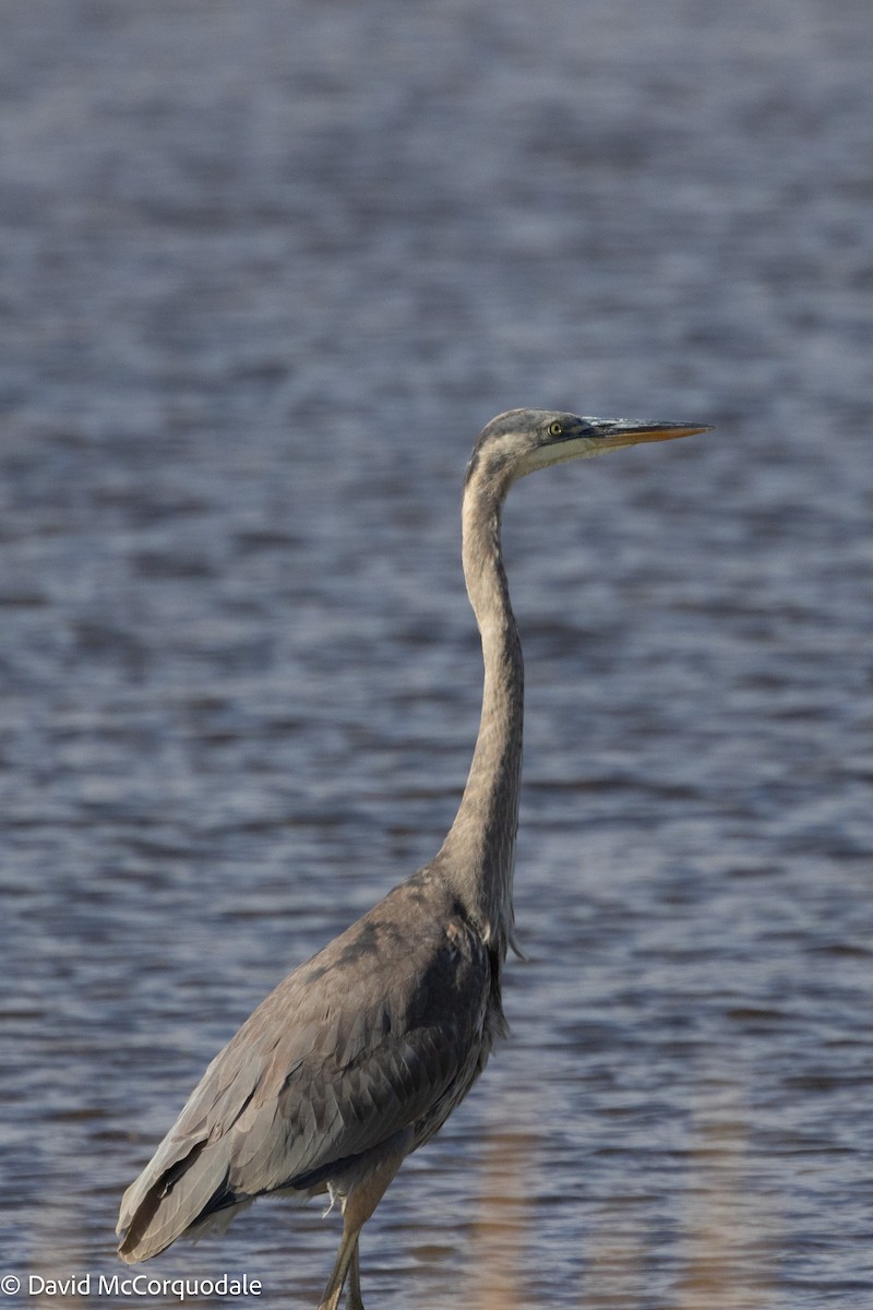 Great Blue Heron (Great Blue) - ML624797992