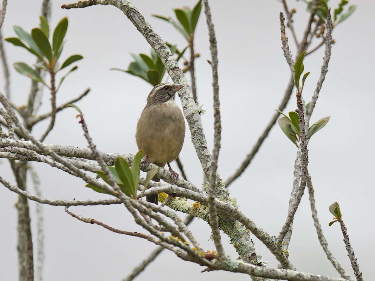 Streaky-headed Seedeater - ML624798101