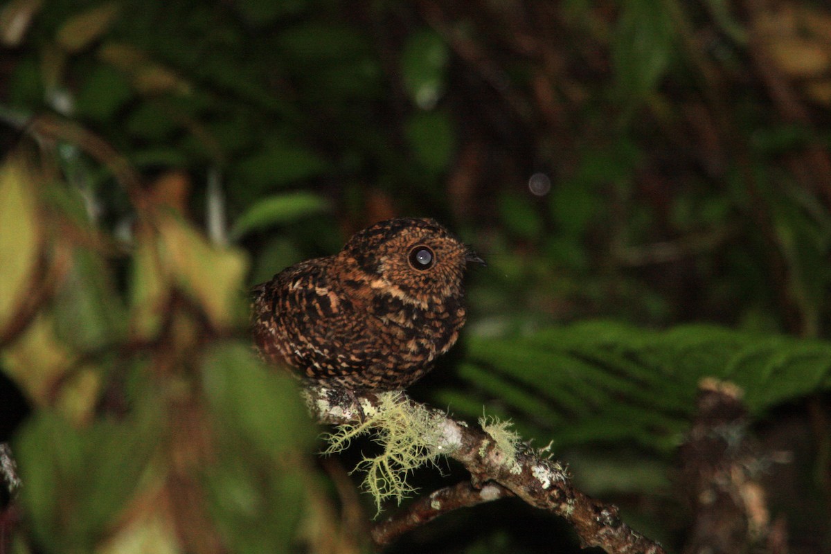 Swallow-tailed Nightjar - ML624798437