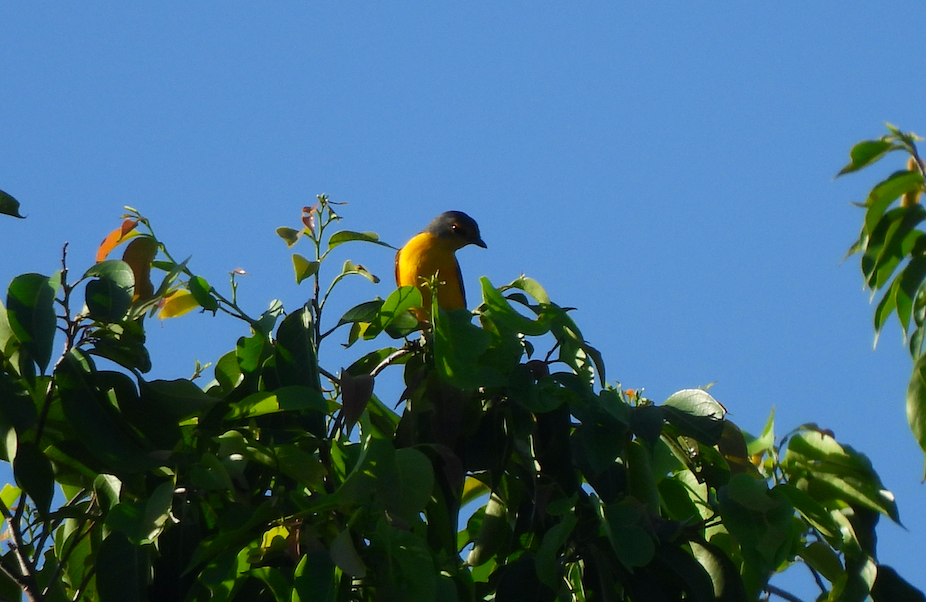 Fiery Minivet - ML624798453