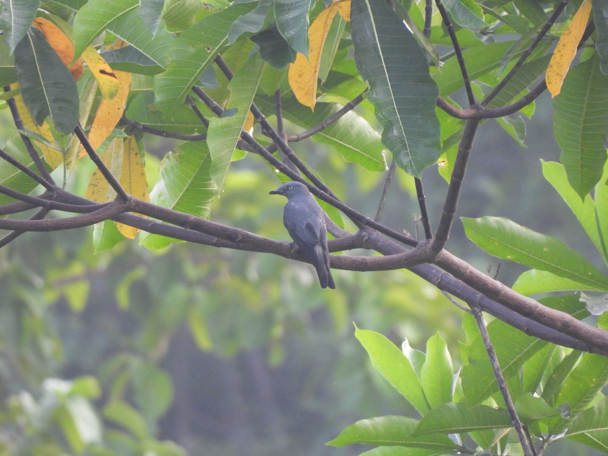 Bar-bellied Cuckooshrike (Philippine) - ML624798571