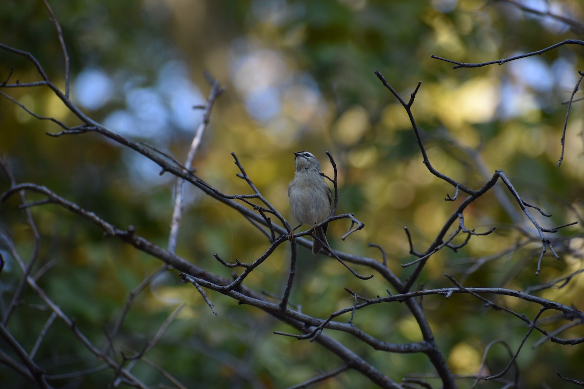 Golden-crowned Kinglet - ML624798625