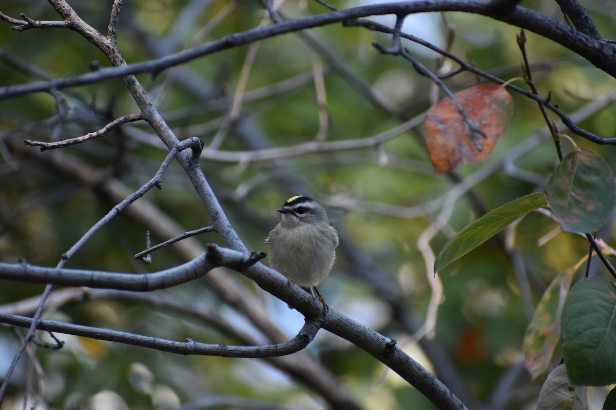 Golden-crowned Kinglet - ML624798626