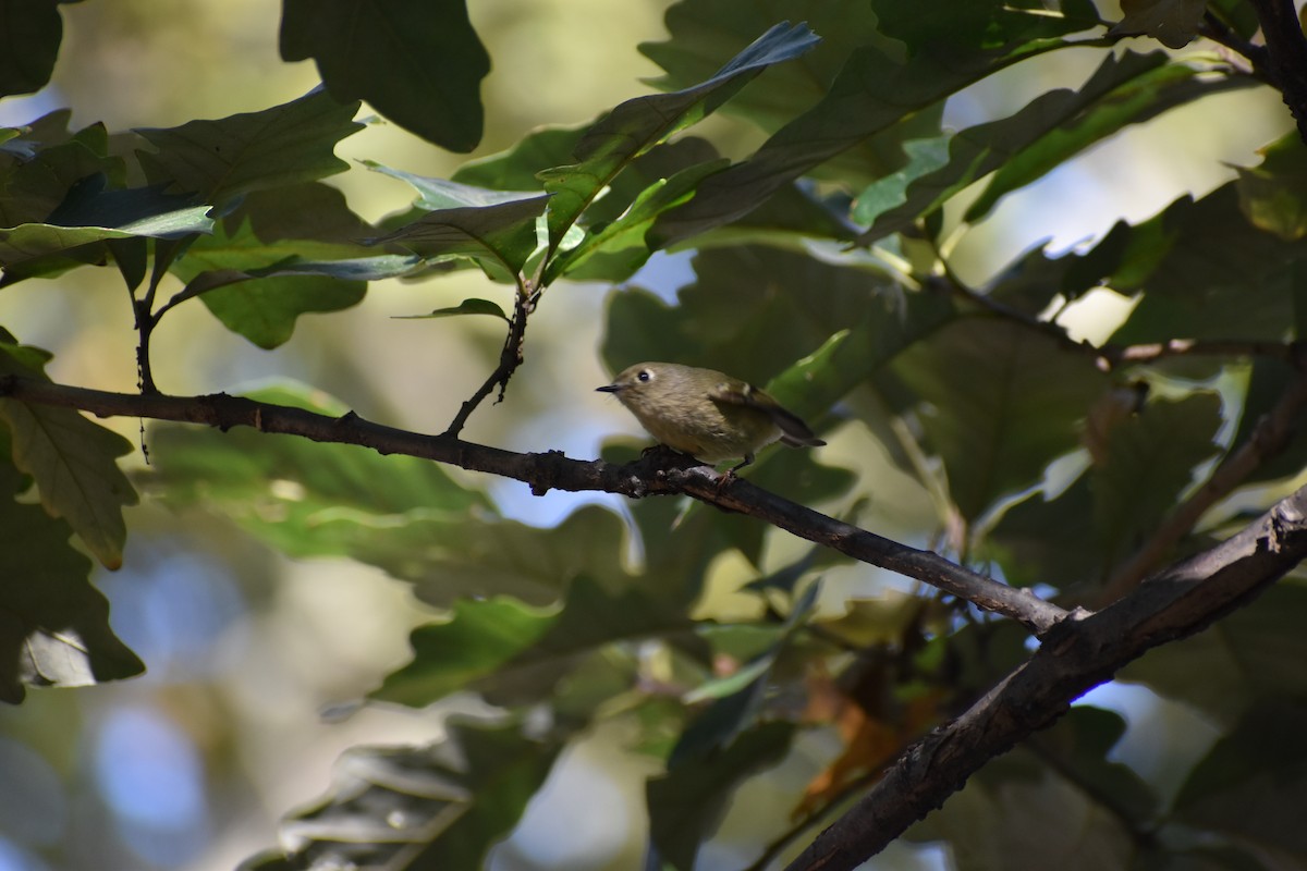 Ruby-crowned Kinglet - ML624798631