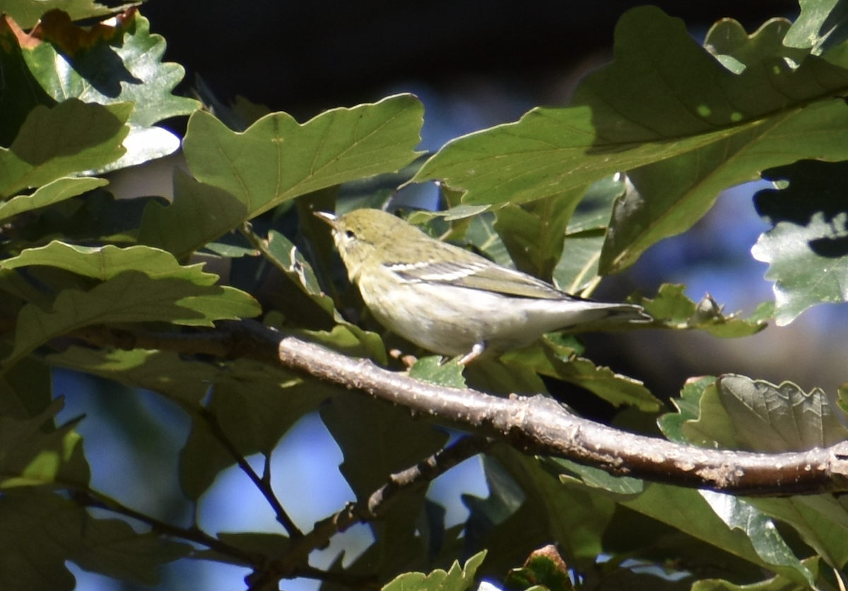 Blackpoll Warbler - ML624798637