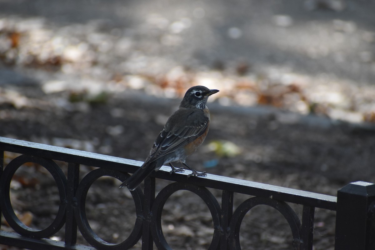 American Robin - ML624798642