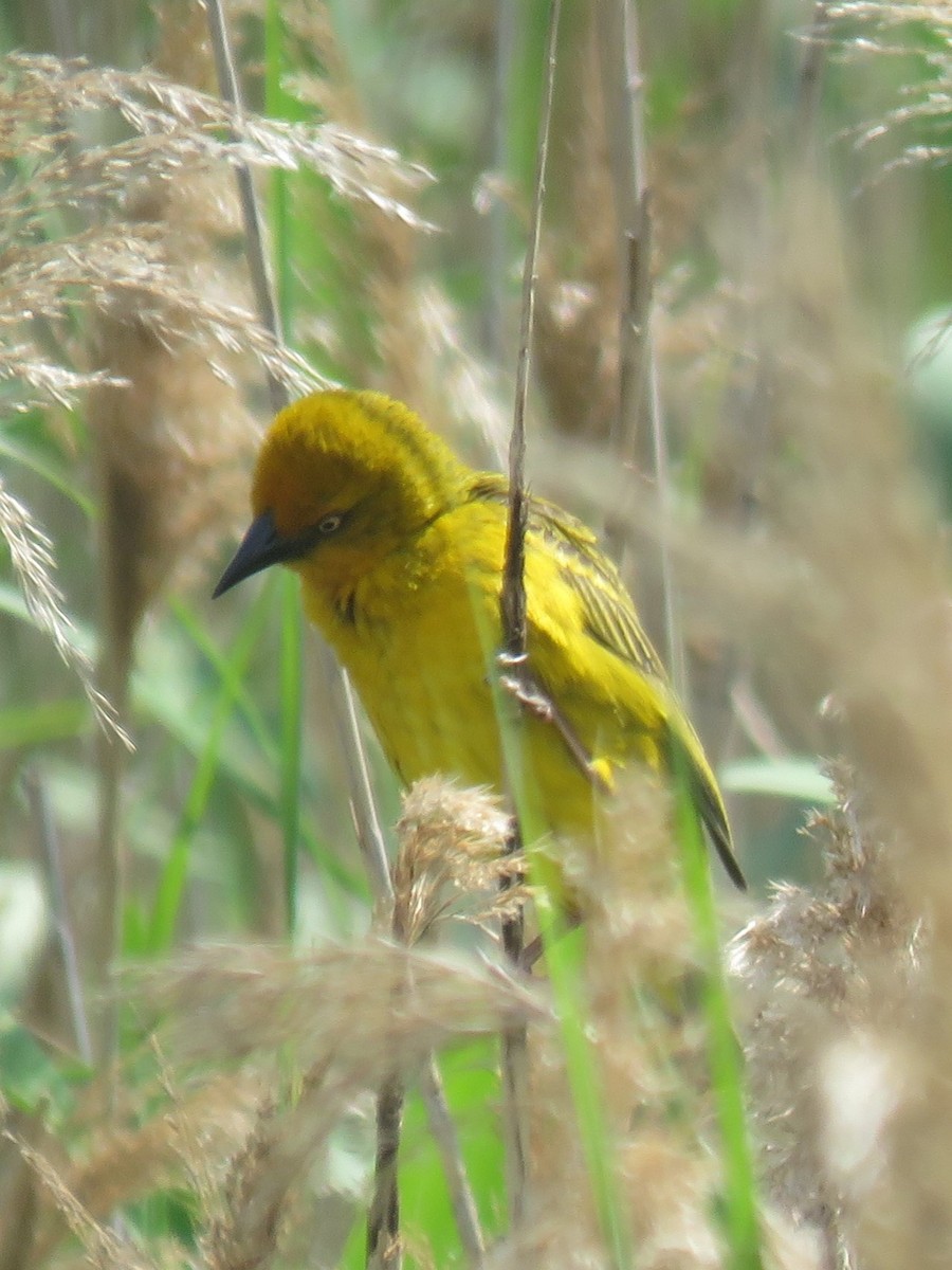 Cape Weaver - Gareth Bain