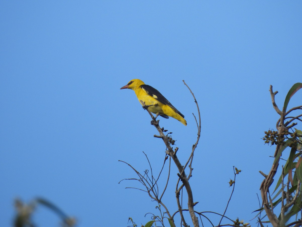 Eurasian Golden Oriole - Adrián Colino Barea