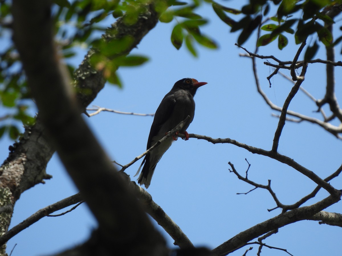 Chestnut-fronted Helmetshrike - Adrián Colino Barea